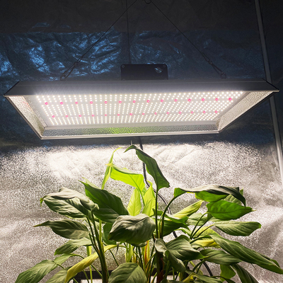 Lampe de culture à LED horticole à faible consommation d'énergie pour tomates
