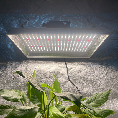 Lampe de culture à LED professionnelle 100w pour plantes en pot