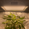 La LED HYDROPONICIQUE HYDROPONIQUE la plus élevée augmente la lumière pour les tomates