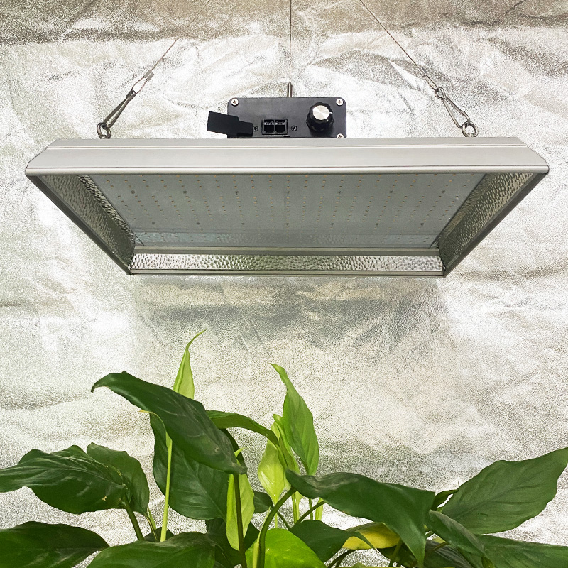 Lumière de croissance à LED à spectre complet 100w pour piments