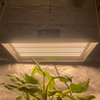 Professionnel 400 watts LED poussez la lumière pour les plantes de pot