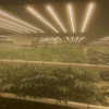 Greenhouse 1000W LED Cultiver la lumière pour les tomates