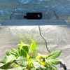 La plante quantique LED augmente la lumière pour les tomates