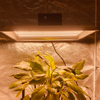 Low Energy Garden LED Cultiver la lumière pour les plantes tropicales